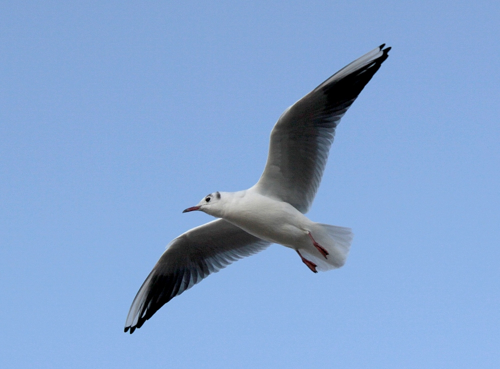 Auch ein "Flieger"