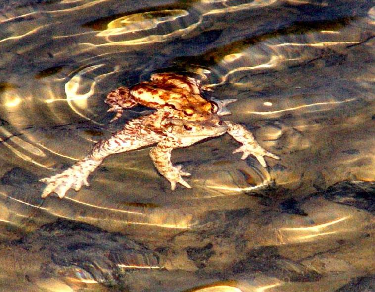 Auch ein Froschleben hat seine Höhepunkte