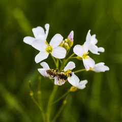 Auch ein Frühlingswiesen-Blüher wieder