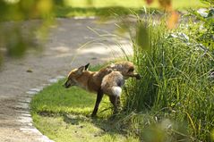 Auch ein Fuchs muss mal....