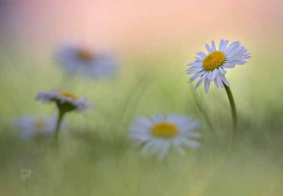 auch ein Gänseblümchen kann entzücken