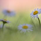 auch ein Gänseblümchen kann entzücken