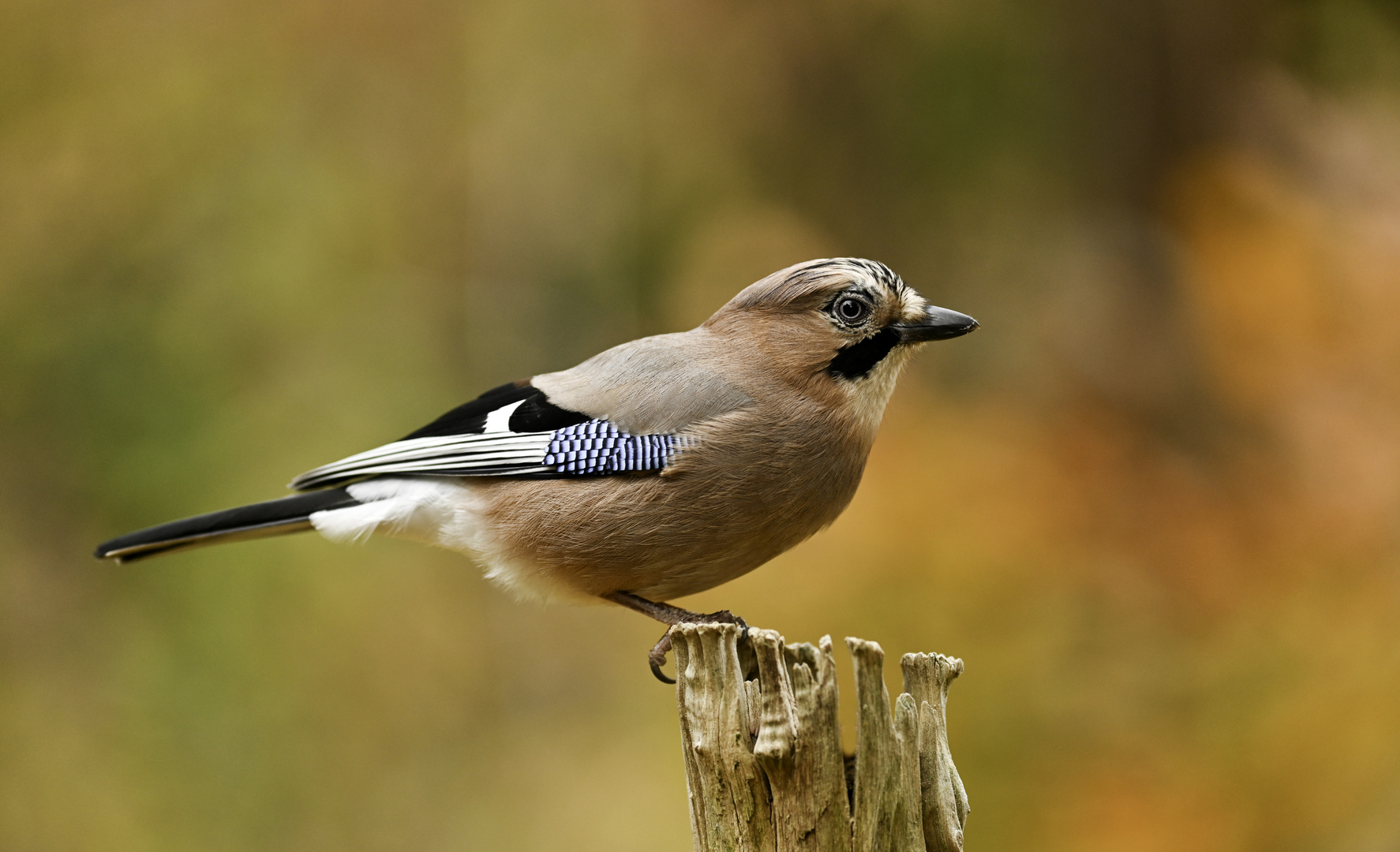 Auch ein Gartenvogel