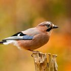 Auch ein Gartenvogel