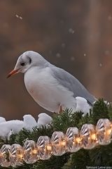 Auch ein Gast auf dem Weihnachtsmarkt.