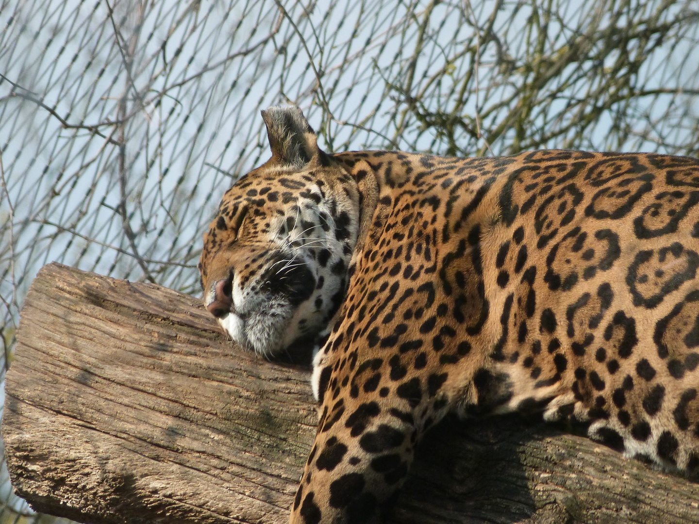 Auch ein Gepard braucht mal Ruhe