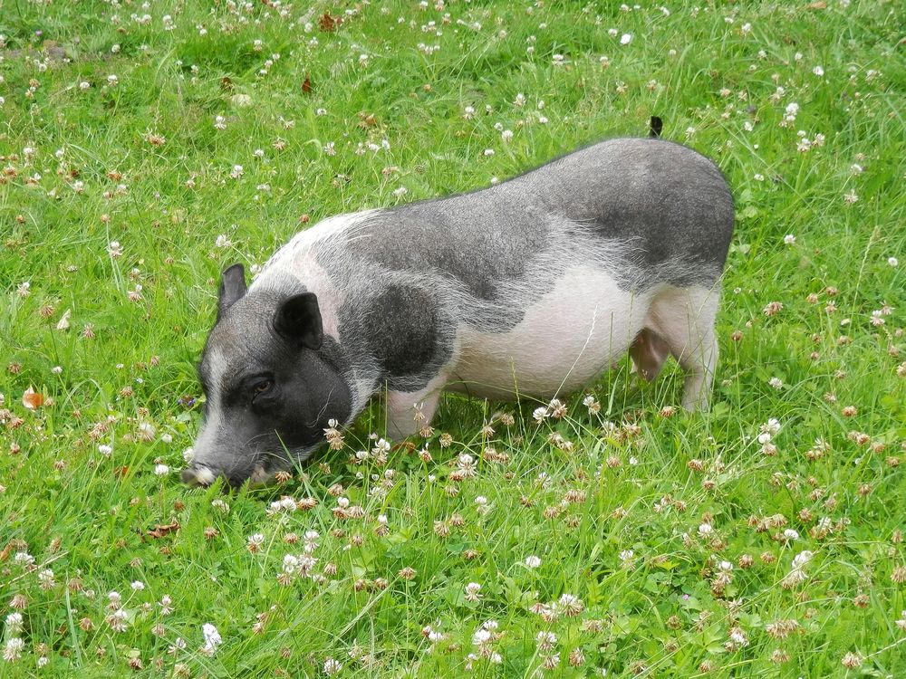 Auch ein glückliches Schweinchen (2)