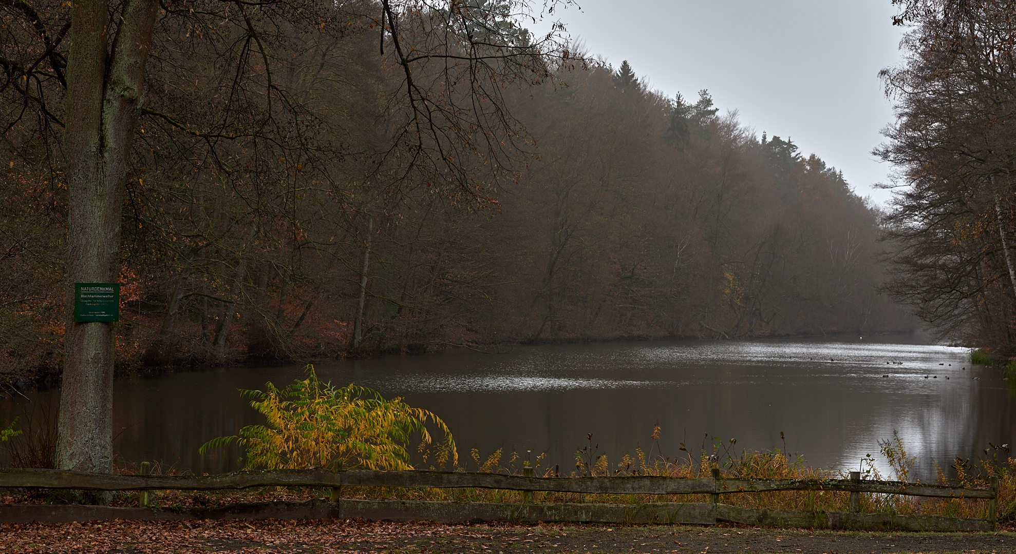 Auch ein grauer Novembernebelmorgen hat seine schöne Seiten, Ruhe und Stille herrschte  im Wald...