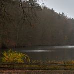 Auch ein grauer Novembernebelmorgen hat seine schöne Seiten, Ruhe und Stille herrschte  im Wald...