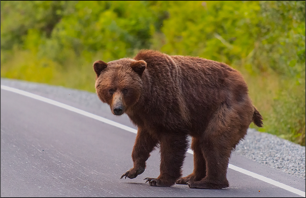 auch ein grizzly. . . .