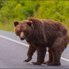 auch ein grizzly. . . .