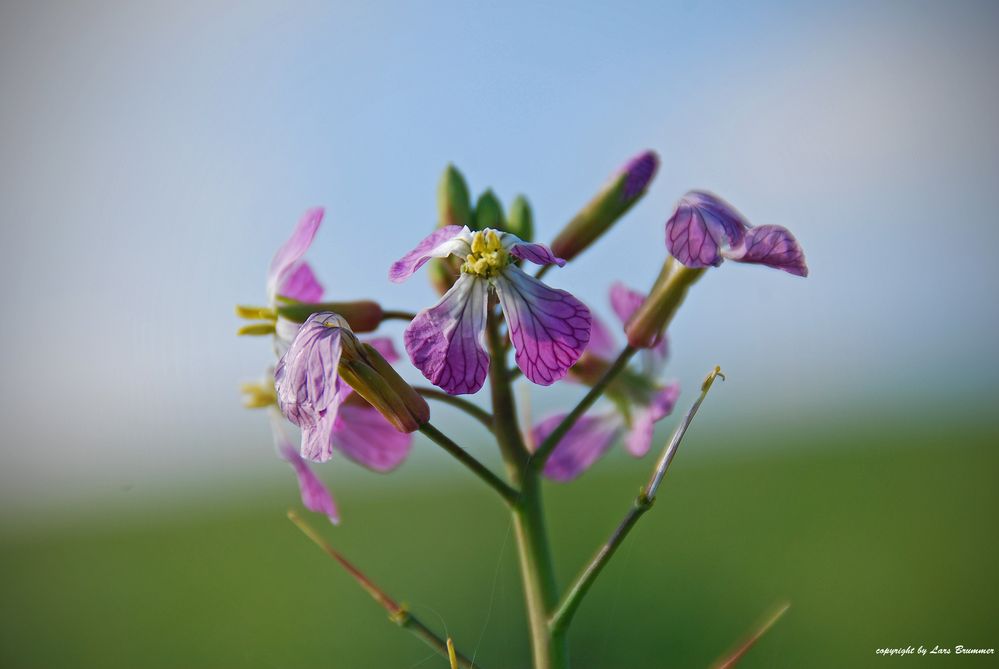 auch ein Herbstbote...