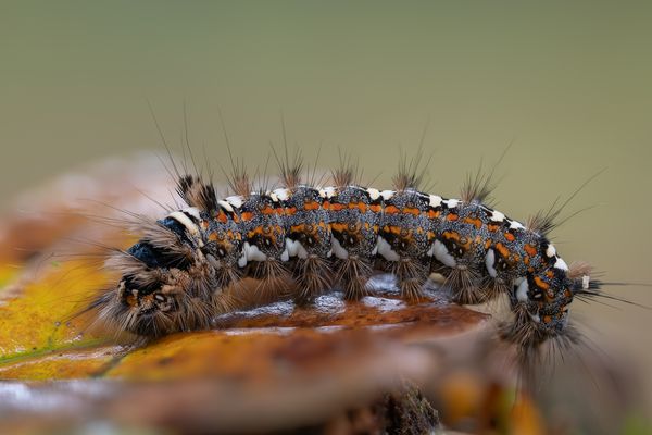 "Auch ein Hintern kann entzücken"