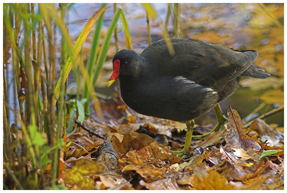 Auch ein hübscher Vogel