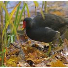 Auch ein hübscher Vogel