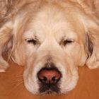Auch ein Hunde-Model braucht seinen Schönheitsschlaf...