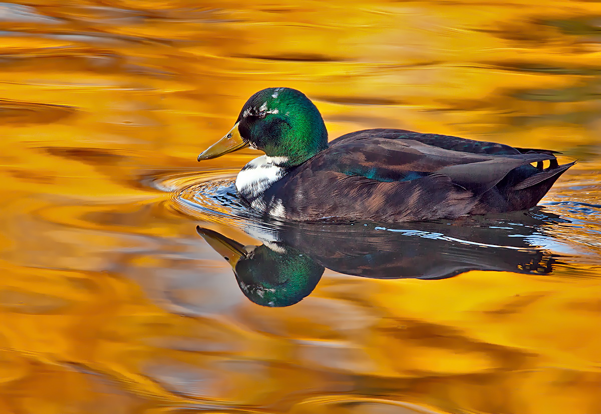 Auch ein Hybrid schwimmt gern im Gold