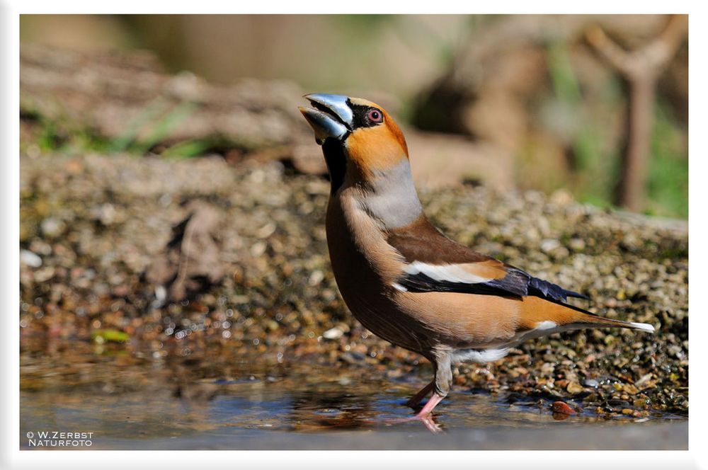 - Auch ein Kernbeißer hat mal Durst - ( Coccothraustes coccothraustes)