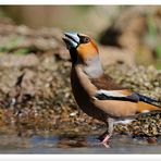 - Auch ein Kernbeißer hat mal Durst - ( Coccothraustes coccothraustes)