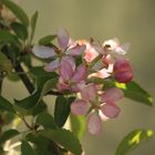 auch ein kleiner Baum trägt wunderschöne Blüten