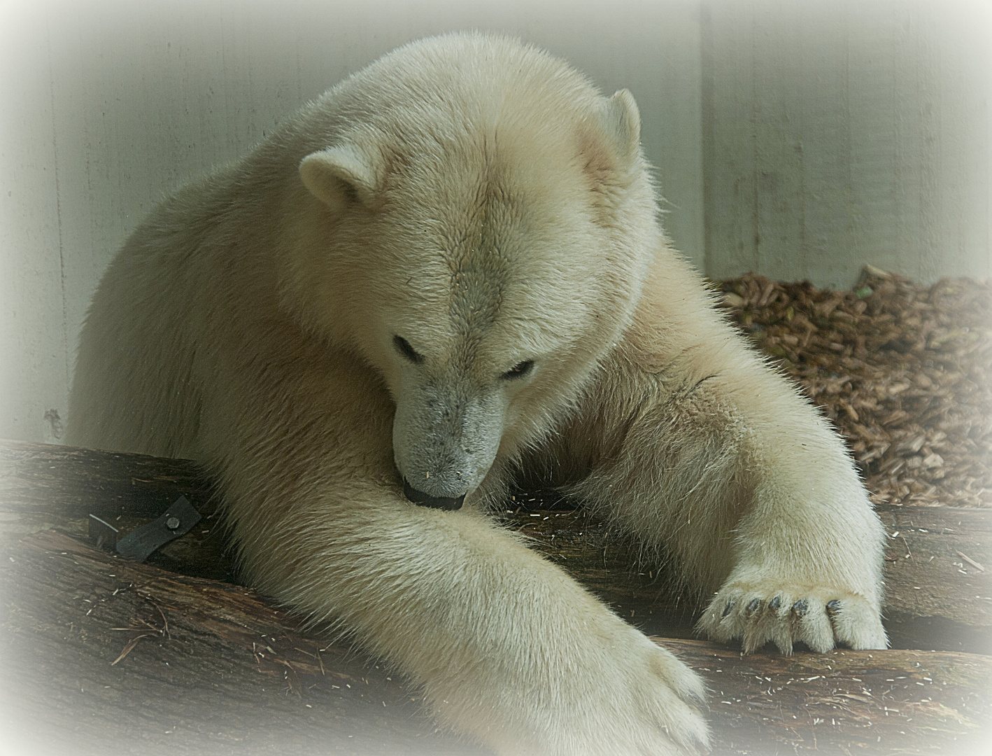 Auch ein kleiner Eisbär