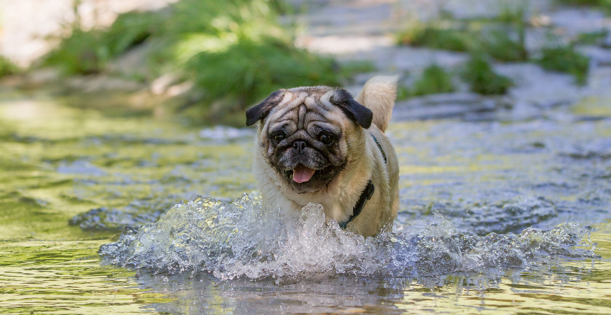 Auch ein kleiner Hund mag Wasser - Wasserspiele mit Murphy
