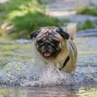 Auch ein kleiner Hund mag Wasser - Wasserspiele mit Murphy