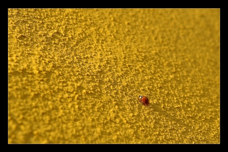 Auch ein kleiner Käfer kann einen grossen Schatten werfen!