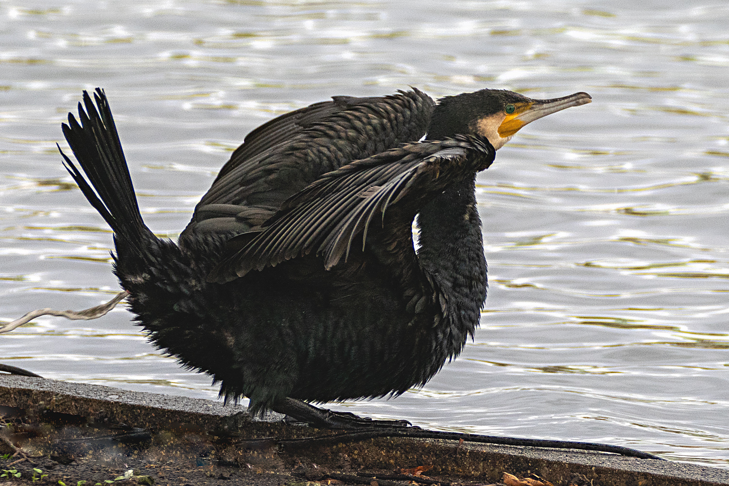 Auch ein Kormoran,