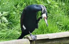 Auch ein Kormoran muss sich mal kratzen ;-)