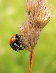 Auch ein Marienkäfer