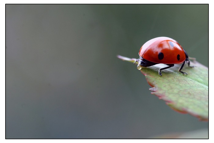 Auch ein Marienkäfer muß mal Pipi