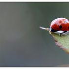 Auch ein Marienkäfer muß mal Pipi