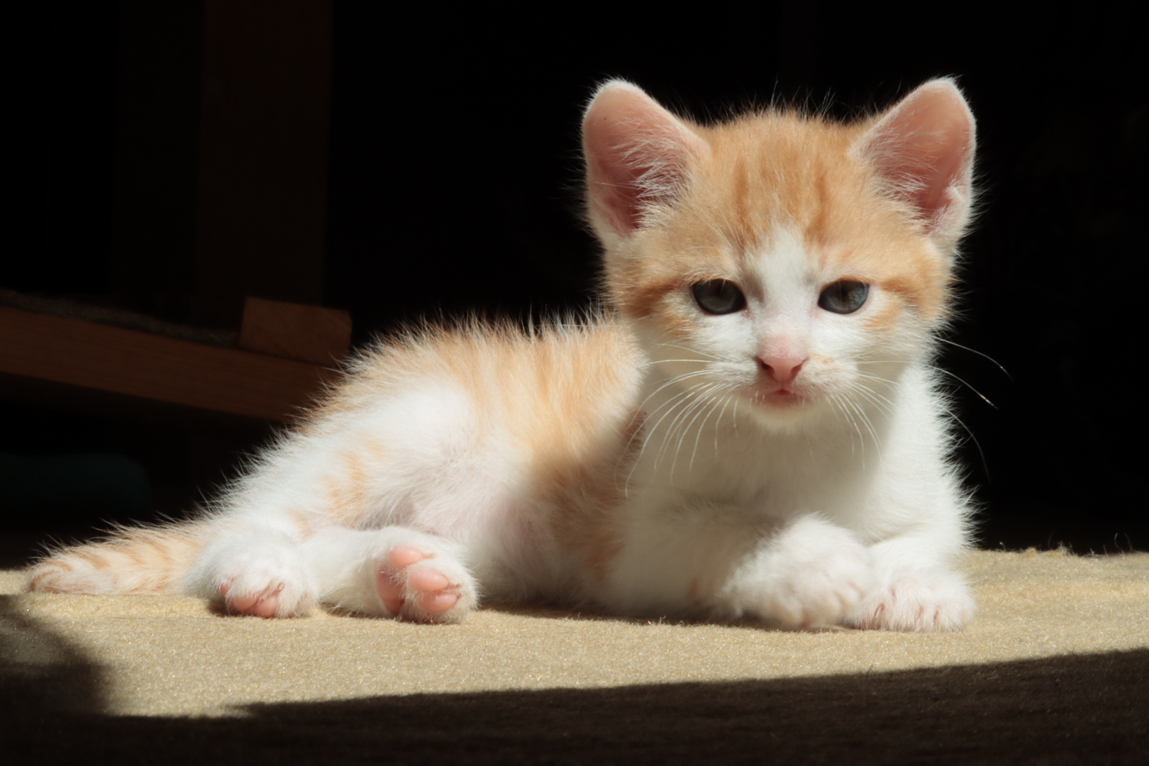 auch ein Mini-Kater kann posen....^^^^