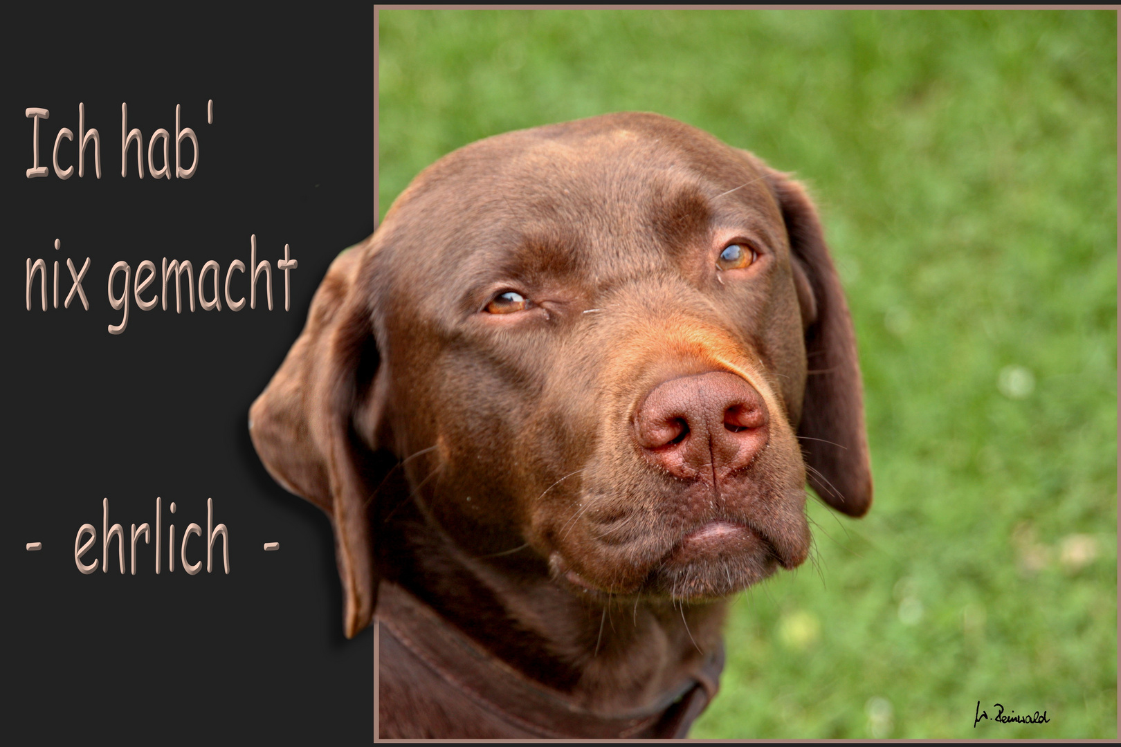 Auch ein Nachbarshund