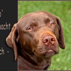 Auch ein Nachbarshund