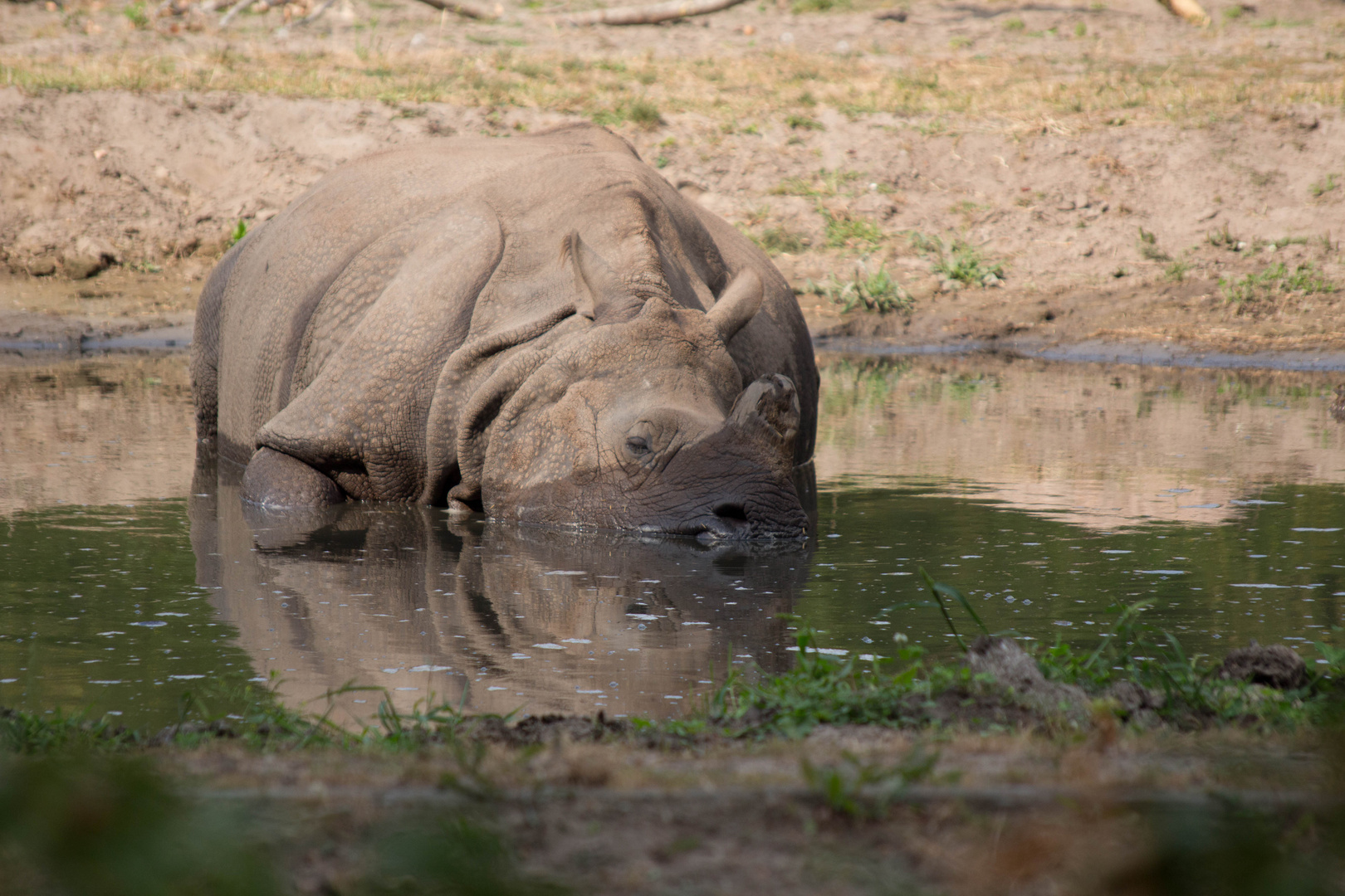 Auch ein Nashorn brauch Abkühlung