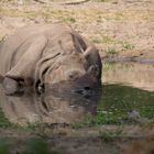 Auch ein Nashorn brauch Abkühlung