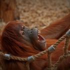 Auch ein Orang-Uthan braucht seine Ruhe