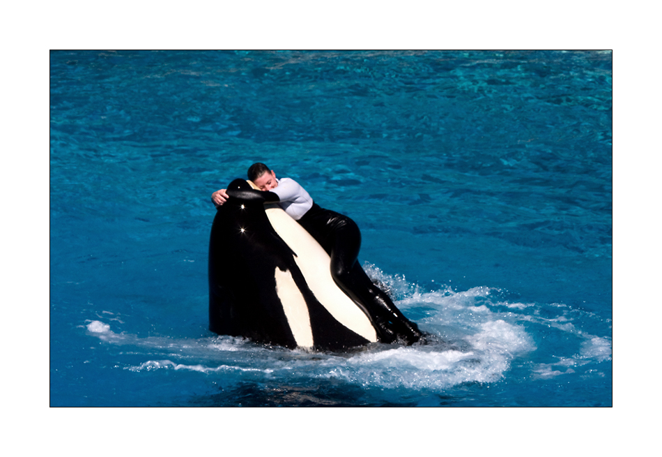 Auch Ein Orca Knuddelt Foto Bild Tiere Zoo Wildpark Falknerei Saugetiere Bilder Auf Fotocommunity