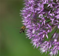 Auch ein paar Bienen haben vorbeigeschaut...