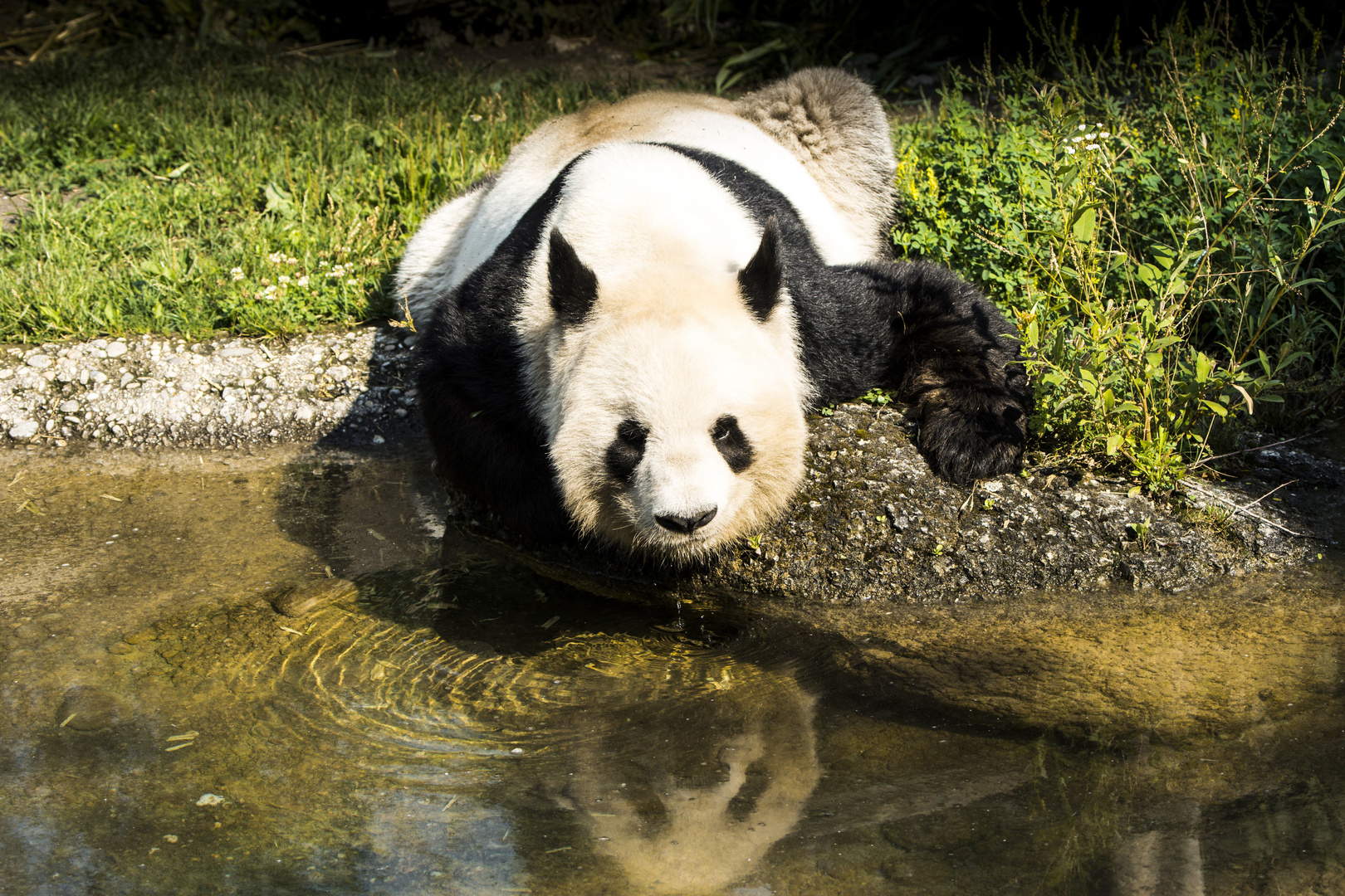 Auch ein Panda hat Durst