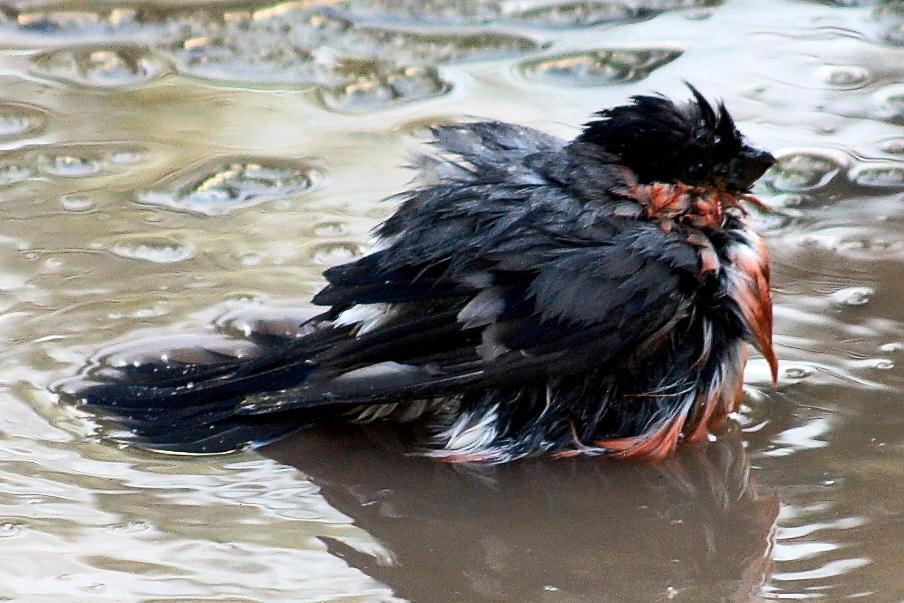 Auch ein Pfaffe muss einmal baden