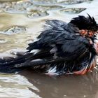 Auch ein Pfaffe muss einmal baden