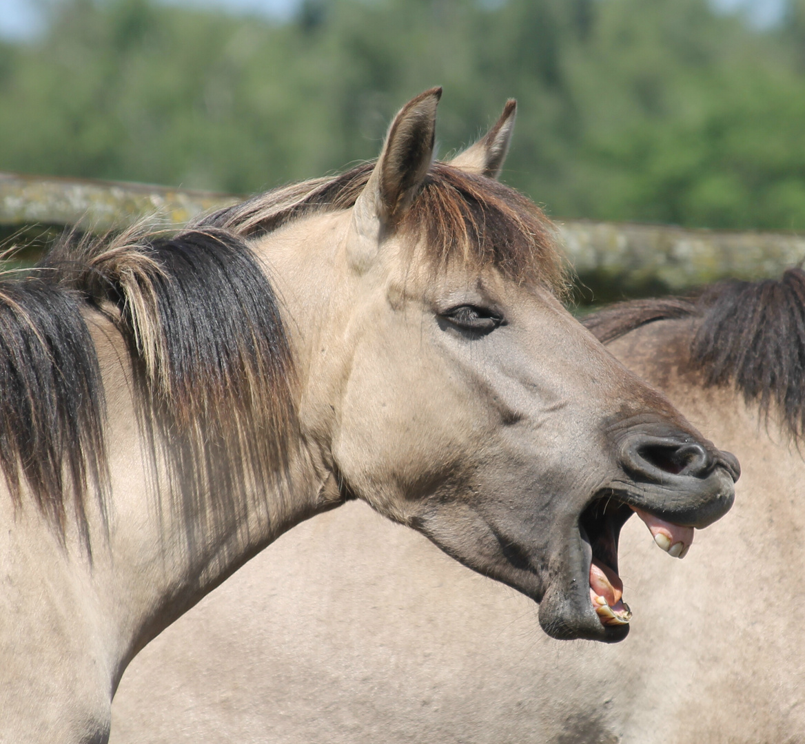 Auch ein Pferd muss mal gaehnen