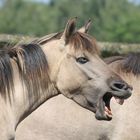 Auch ein Pferd muss mal gaehnen