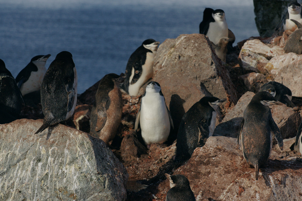 Auch ein Pinguinleben kann beschissen sein