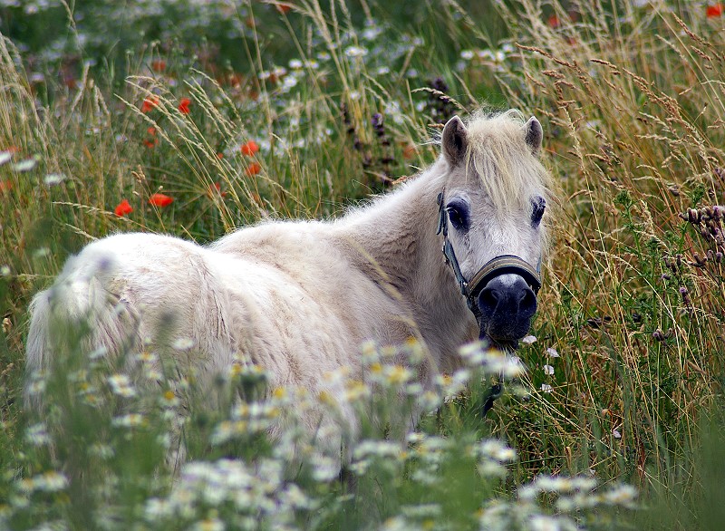 ...auch ein Pony liebt es romantisch