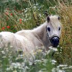 ...auch ein Pony liebt es romantisch