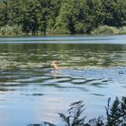 Auch ein Reh möchte gerne baden.